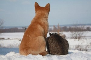 cat_and_dog_friends_01
