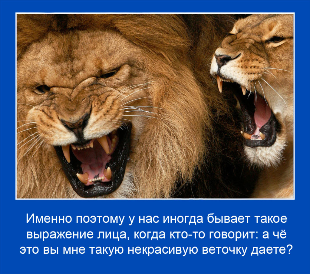 18 копия